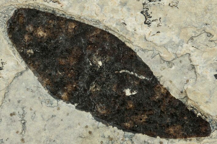 Fossil Winged Seed (Ailanthus) - Wyoming #245172